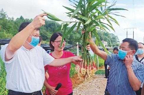 江西玉山生姜（江西省生姜種植基地電話）