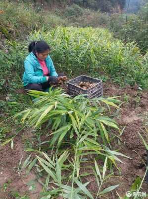 貴州生姜種植教程（貴州生姜種植時(shí)間和方法）-圖1