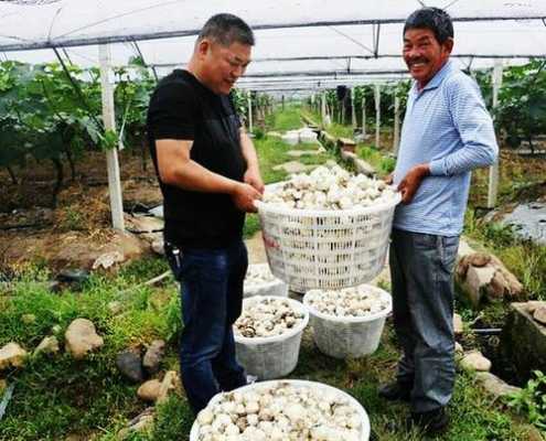 生姜大蒜套種（種生姜和大蒜能掙錢(qián)嗎）