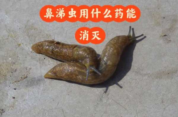 生姜粉對(duì)蛞蝓有效嗎（生姜粉可以驅(qū)鼻涕蟲(chóng)嗎）