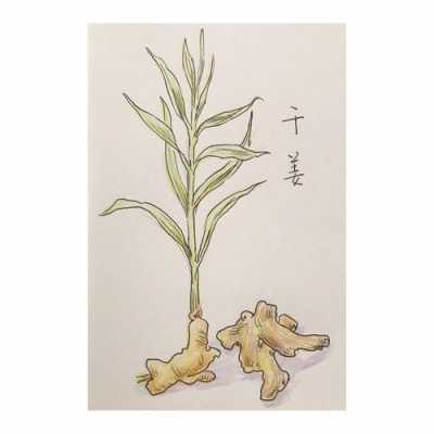 生姜種植插畫（生姜種植技術大全書）