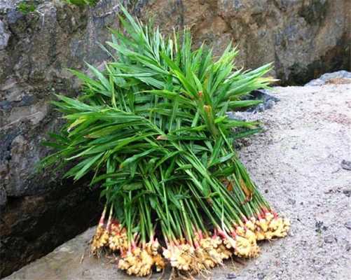 生姜植株照片（生姜的植株是什么樣子）-圖1