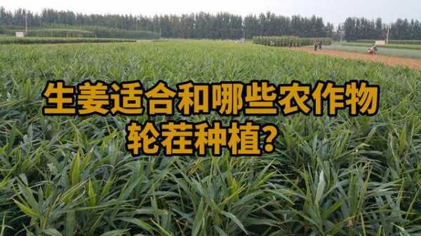 ?？谏笏猓ê？谏笏夥N植基地）-圖2