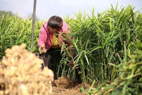 萊蕪有多少生姜品種種子（萊蕪生姜種植基地）-圖1