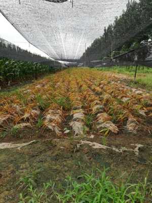 山陽縣生姜種植基地（山陽縣生姜種植基地在哪里）