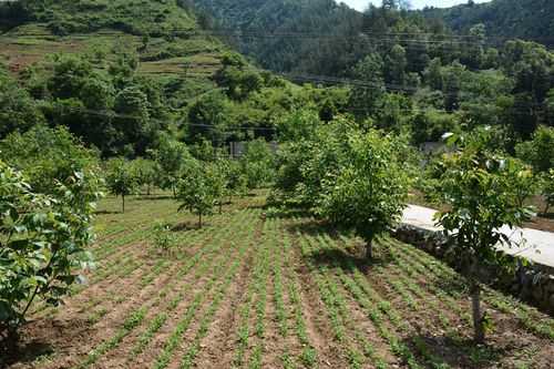 山陽(yáng)縣生姜種植基地（山陽(yáng)縣生姜種植基地在哪里）-圖3