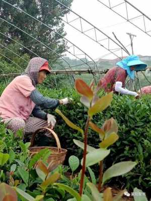 萊陽(yáng)種植生姜（萊陽(yáng)種植生姜在哪里）-圖2