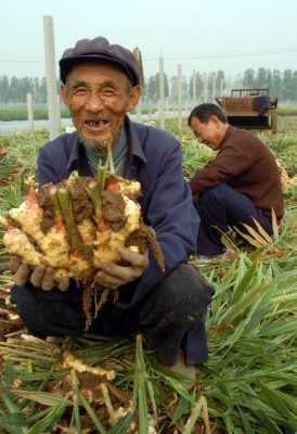 國(guó)家是否支持種植生姜品種（種植生姜可以買保險(xiǎn)嗎）-圖2