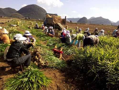 云南生姜種植風口（云南生姜種植風口圖片大全）-圖3