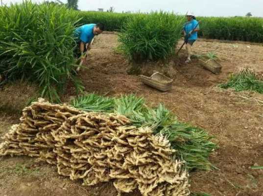 生姜種植條件（生姜種植條件有哪些?哪個地區(qū)的生姜品質最好?）-圖2