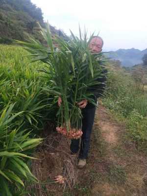 五月份還可以種生姜嗎農(nóng)村-圖3