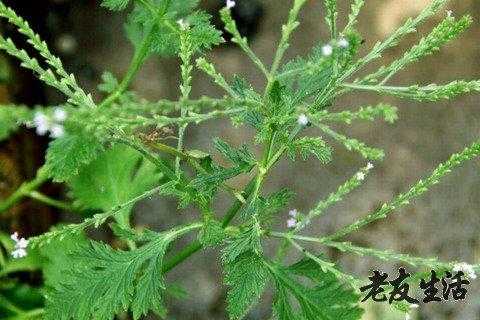 馬鞭草生姜熬水治感冒-圖2