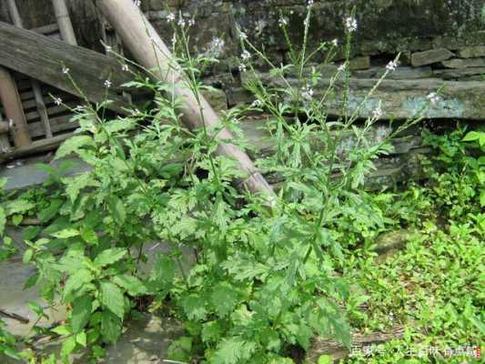 馬鞭草生姜熬水治感冒