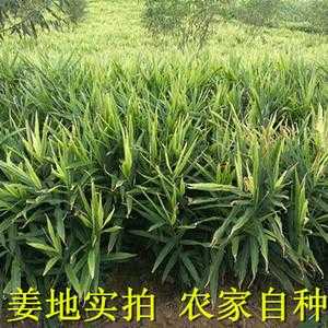 桑植生姜