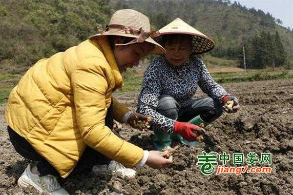 貴州有種植生姜的嗎嗎-圖1