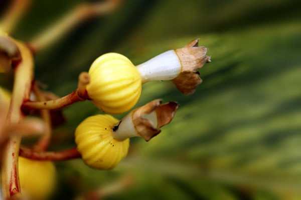 生姜花果實