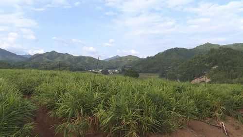 合川生姜種植基地