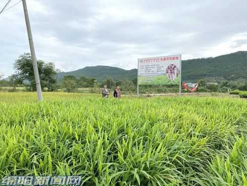 江油生姜基地