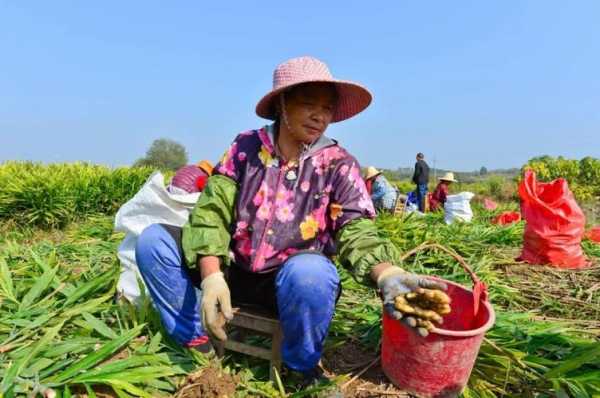 種植生姜解說文案