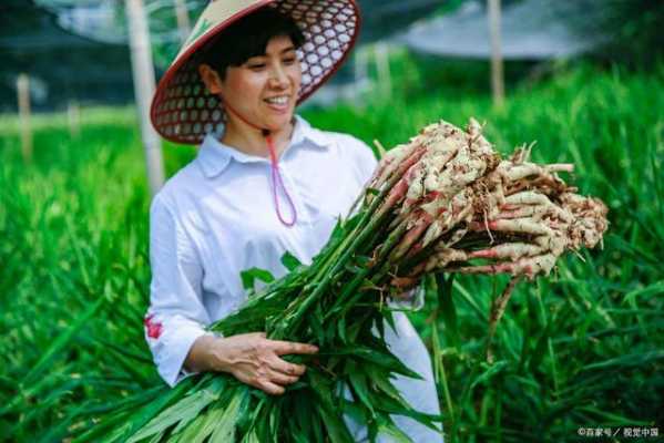 重茬種植生姜-圖2