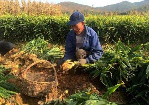 陰雨天可以種生姜嗎農(nóng)村