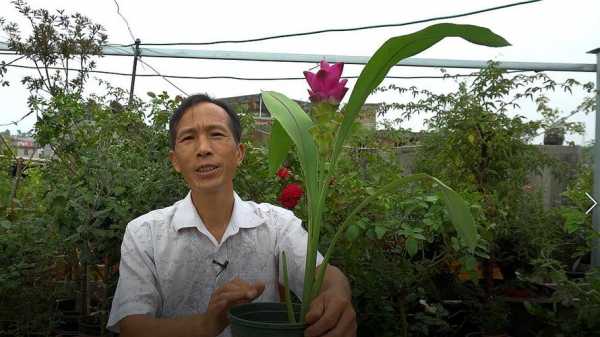 生姜種荷花視頻-圖1