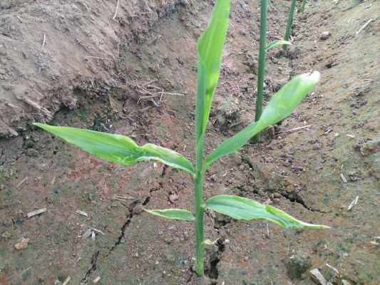 種植生姜苗后怎么處理干葉-圖3