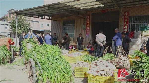 福建生姜收購廠家直銷-圖2