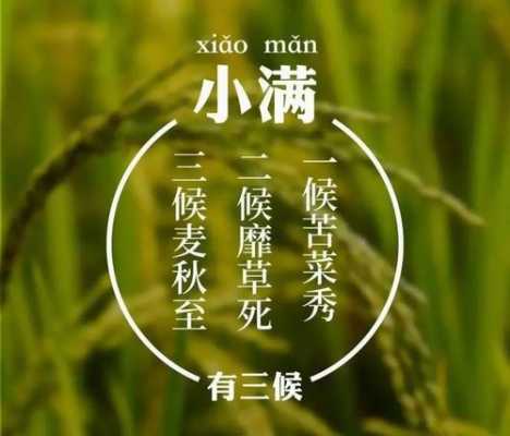 生姜種植小滿農諺