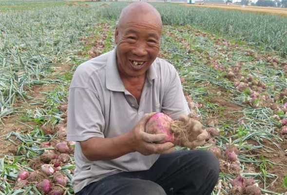 洋蔥生姜種植技術(shù)與管理-圖2