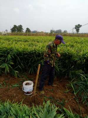 樹(shù)蔭種植生姜