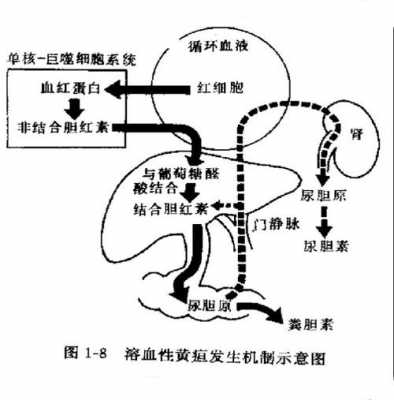 生姜黃疸-圖2