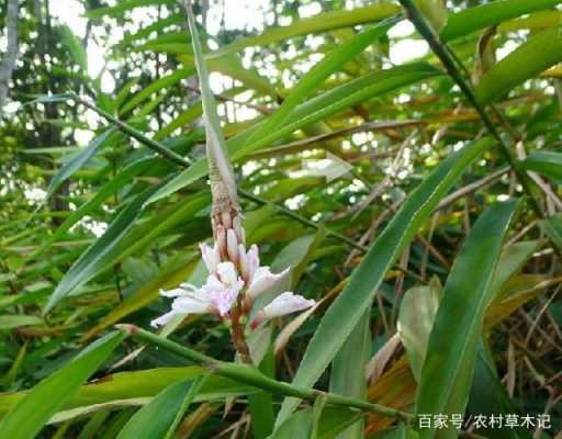 生姜長的像什么植物呢