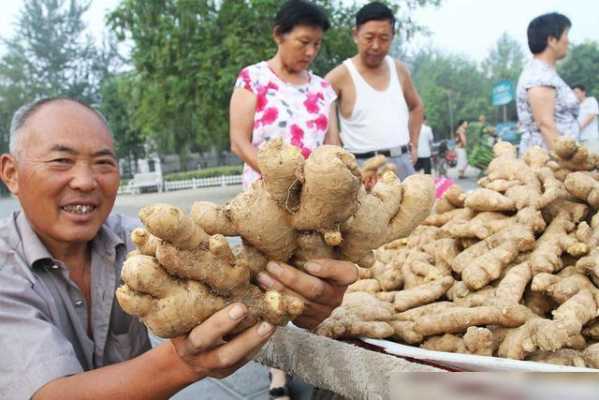 生姜可以喂牛么視頻