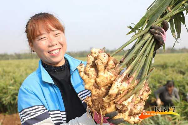 福清市生姜收獲時間