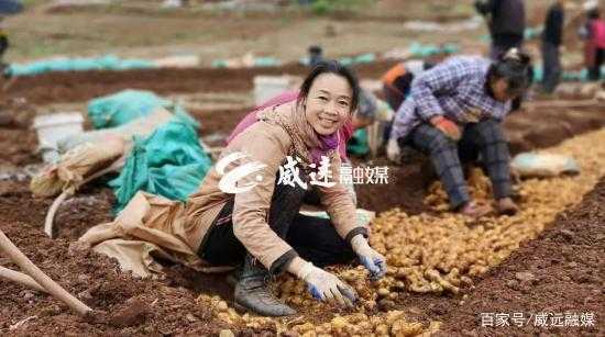 在山西能種生姜嗎嗎-圖1