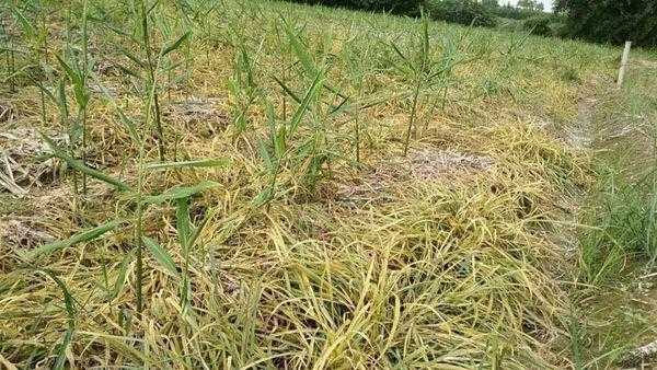 生姜為什么沒有除草劑-圖2