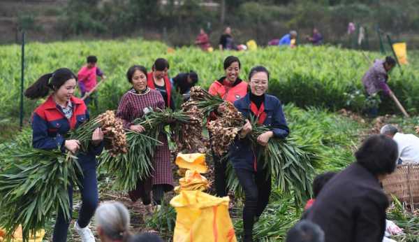 生姜種植創(chuàng)業(yè)-圖1