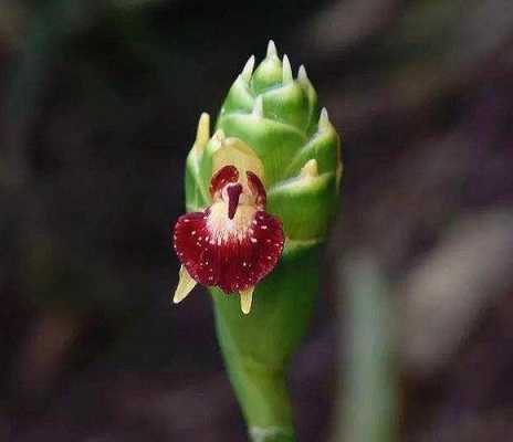 生姜花圖