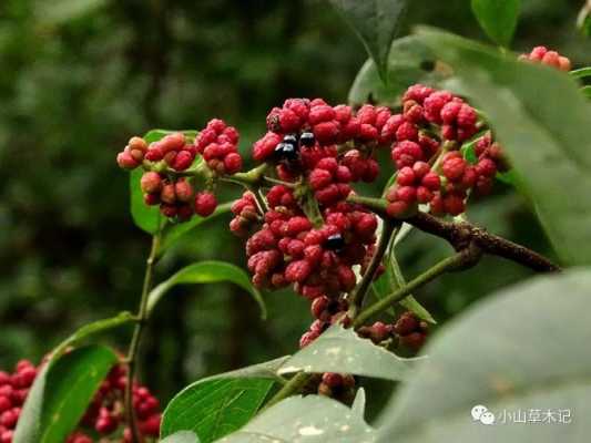 半夏生姜吳茱萸-圖2