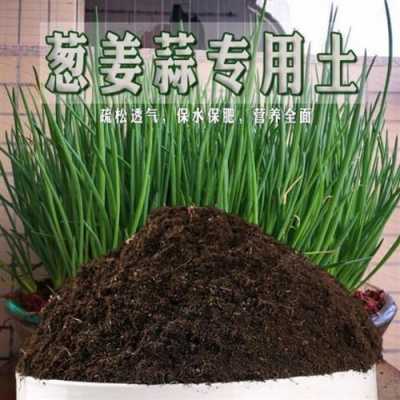 種植生姜用什么土-圖1