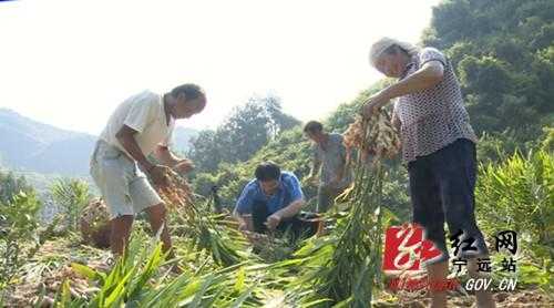 寧遠(yuǎn)種植生姜-圖2