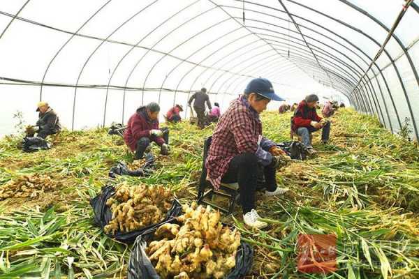 塑料大棚可以種生姜嗎嗎-圖1