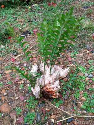 野生姜關注