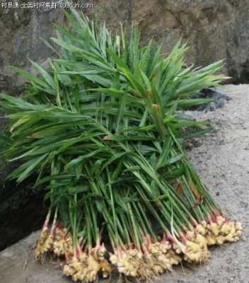 生姜是水里的植物嗎有毒嗎-圖3