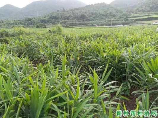 閩南生姜種植的教程圖片-圖2