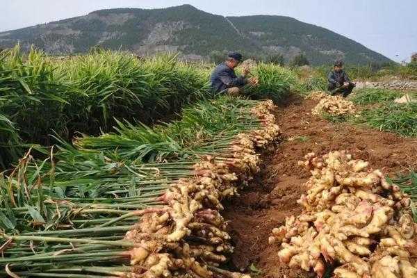 生姜種植技術(shù)博客