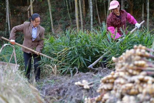 連山生姜種植