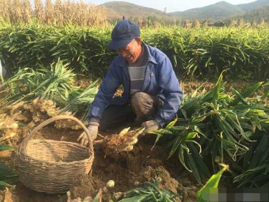 幫助農(nóng)戶挖生姜違法嗎