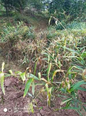 生姜病蟲害防治種植生姜-圖2